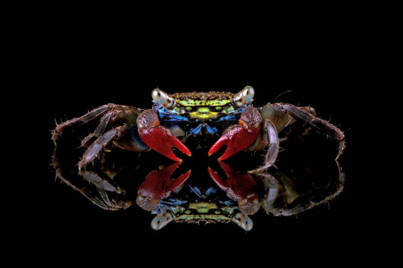 Perisesarma bidens also known as red tropical crab close-up on a black background