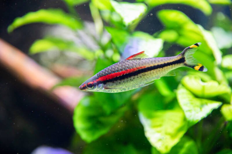 Sahyadria denisonii commonly known as roseline shark or denison barb swimming in a planted freshwater aquarium