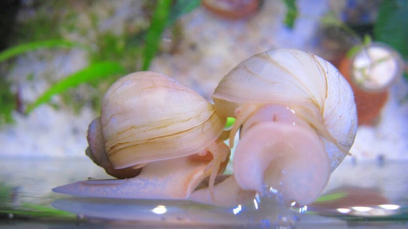 Two snails trying to crawl on each other in a freshwater planted aquarium