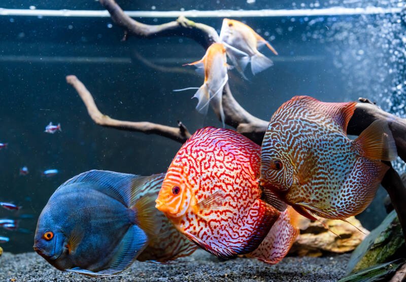 A shoal of Symphysodon spp. also known as discus swimming in a decorated aquarium with angelfish