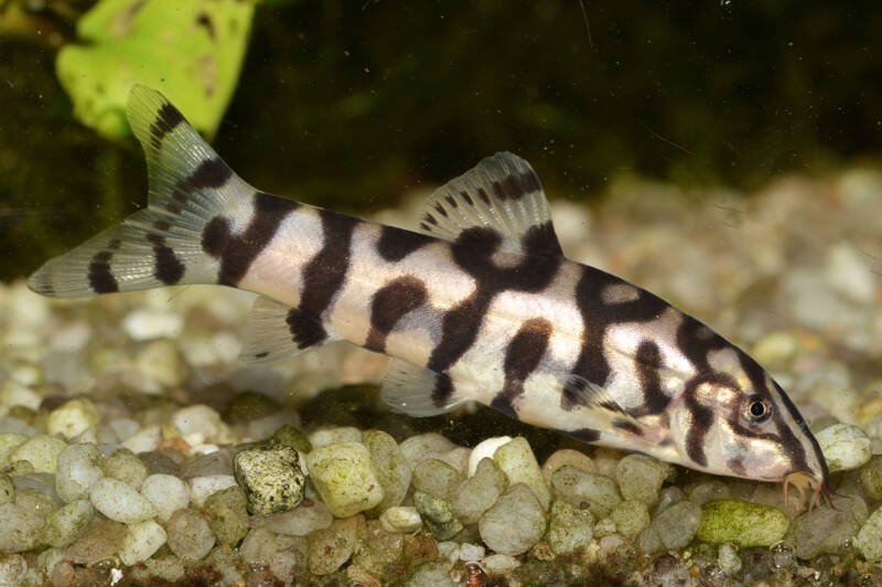 Botia almorhae also known as yoyo loach dwelling the bottom of aquarium searching for food