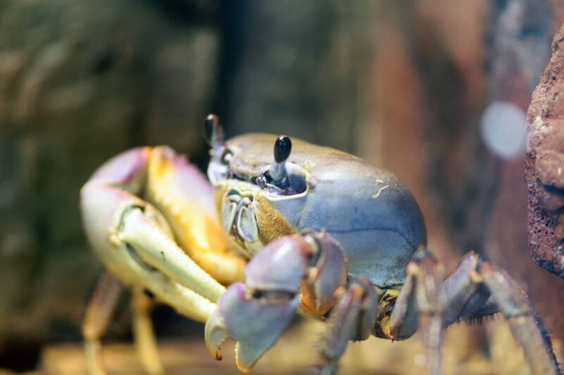 Cardisoma armatum also known as rainbow land crab staying on aquarium bottom