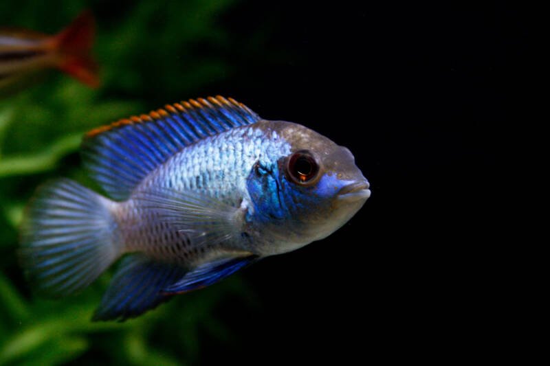 Andinoacara pulcher also known as blue acara swimming in a planted aquarium