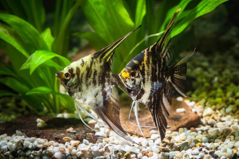 A couple of marbled angelfish in the aquarium