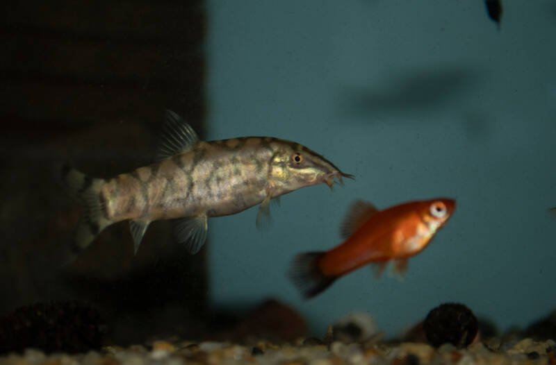 Botia almorhae also known as yoyo loach or Pakistani loach swimming with a molly in a freshwater aquarium