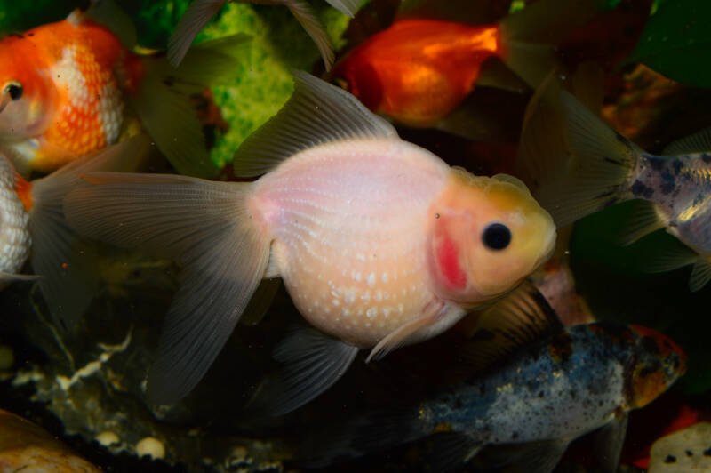 Pearscale goldfish swimming with other goldfish in a planted aquarium