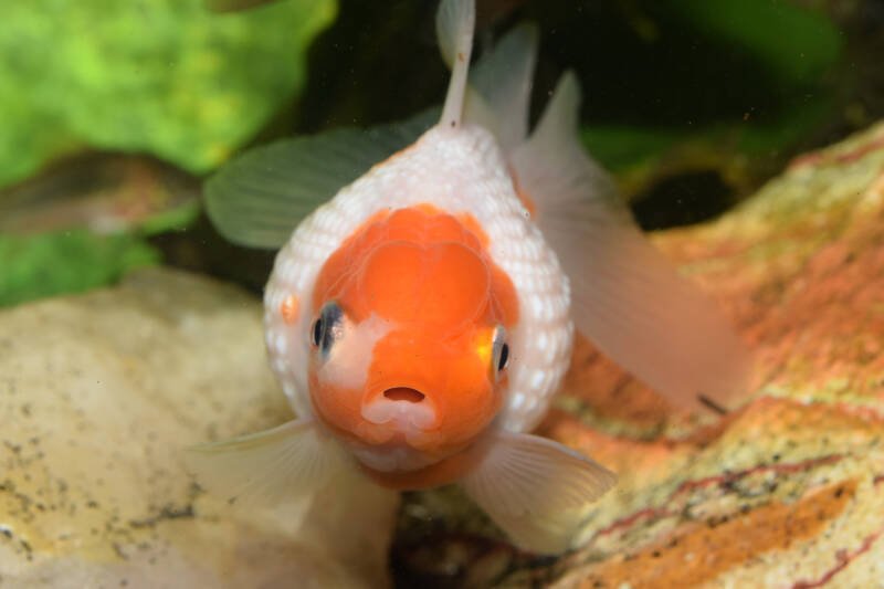Frontal shot of Carassius auratus also known as bicolor pearlscale goldfish or golf goldfish swimming in aquarium with rocks