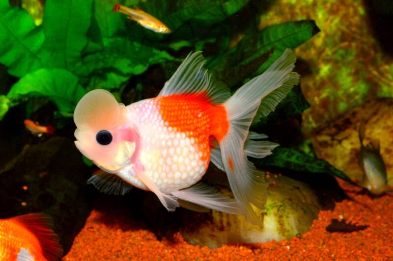 Carassius auratus also known as crowned pearlscale goldfish swimming in a planted community aquarium