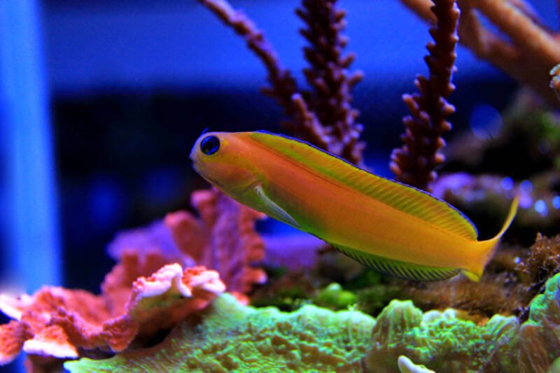 Ecsenius midas also known as Midas blenny swimming in a reef tank