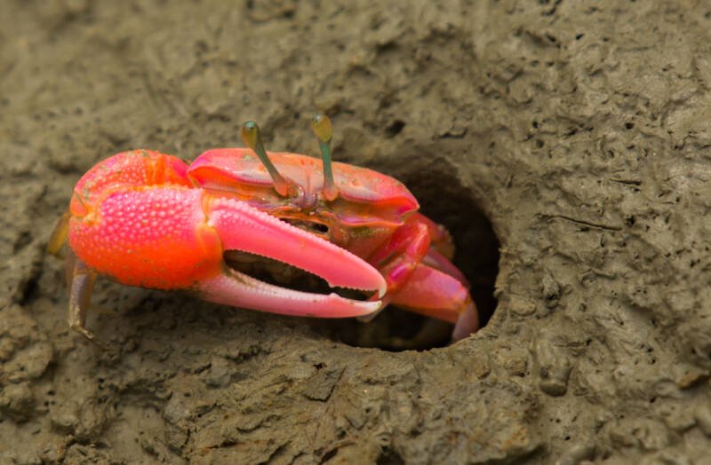 Brackish fiddler crab from genus Uca coming out from its muddy shelter 