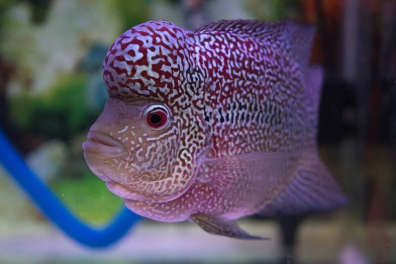Male of flowerhorn cichlid with its hump swimming in a freshwater aquarium