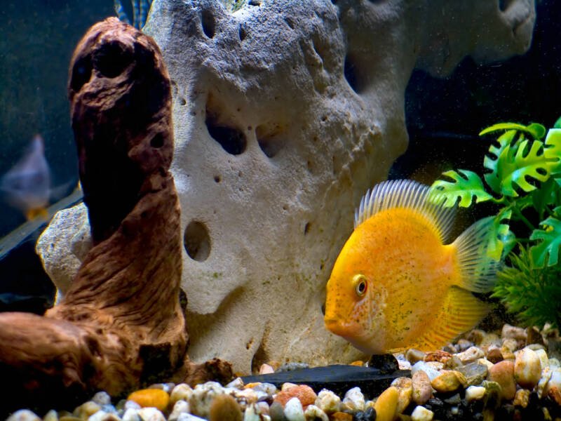 Female of Heros sp. also known as gold severum cichlid swimming in a decorated aquarium with driftwood and rocks