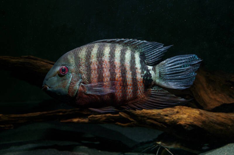 Heros liberifer also known as red mouthbrooder severum on a black background in aquarium