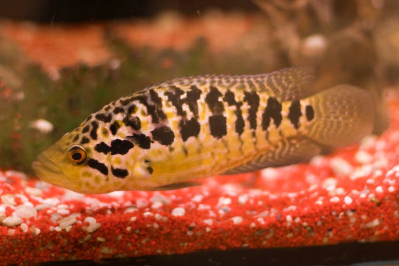 Parachromis managuensis also known as jaguar cichlid swimming close to the bottom in a freshwater aquarium with colorful substrate