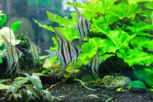 School of Pterophyllum leopoldi also known as leopoldi angelfish swimming in a planted aquarium