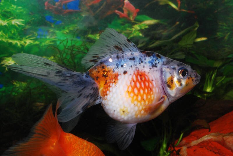 Specimen of Carassius auratus also known as calico pearlscale goldfish swimming in a planted aquarium