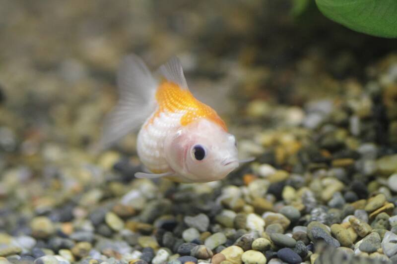 Bicolor pearlscale with a standard head for a goldfish swimming close to a gravel bottom in aquarium