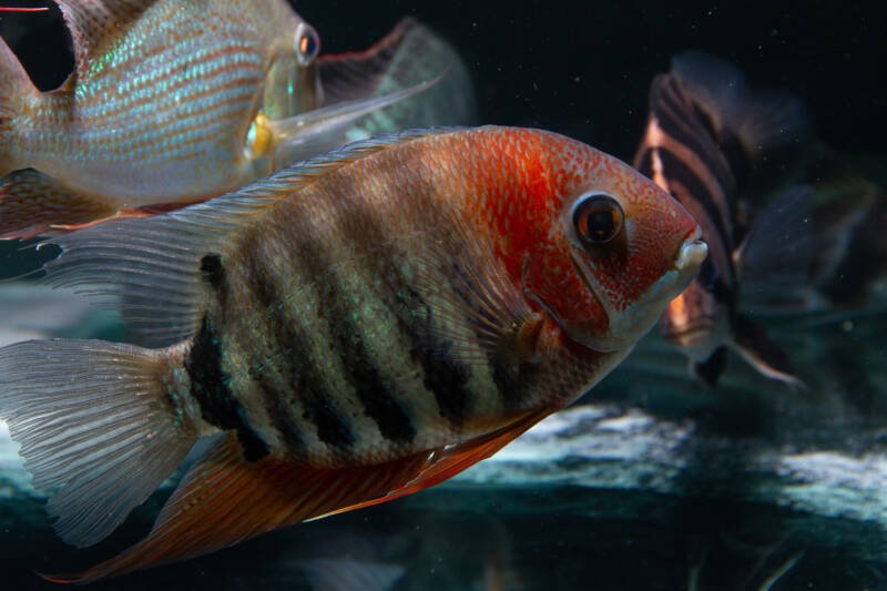 Heros efasciatus also known as red shoulder severum swimming in a community aquarium with other fish