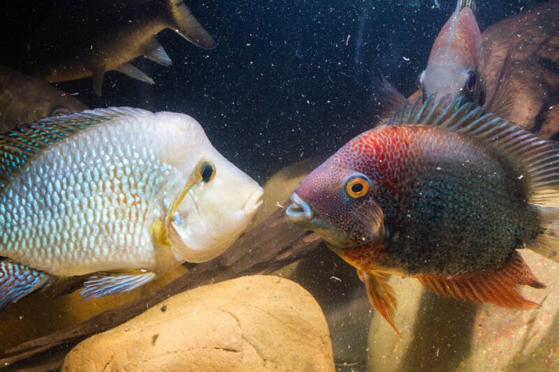 Battle of severum cichlid and pearl cichlid in a decorated aquarium with stones