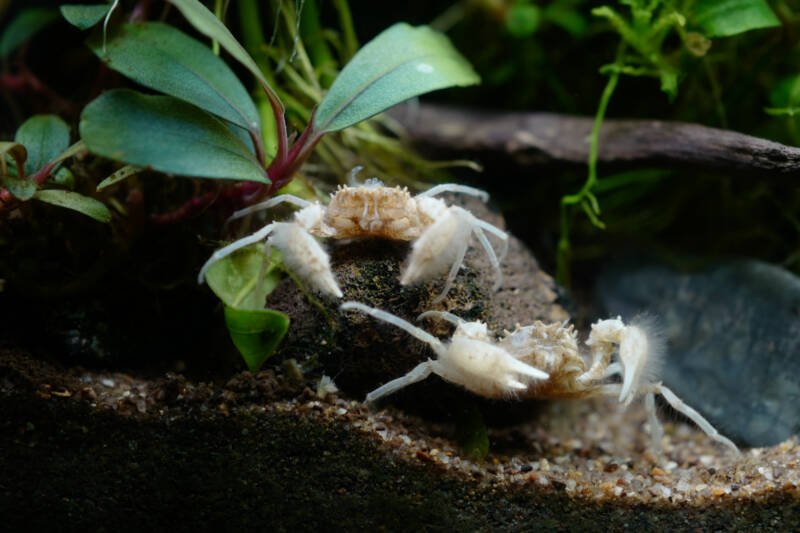Pair of Limnopilos naiyanetri also known as Thai micro crabs climbing a stone on a sandy bottom in a planted freshwater aquarium