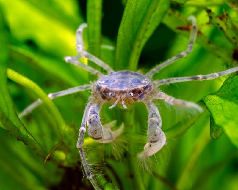 Freshwater Limnopilos naiyanetri known commonly as Thai micro crab swimming in planted aquarium