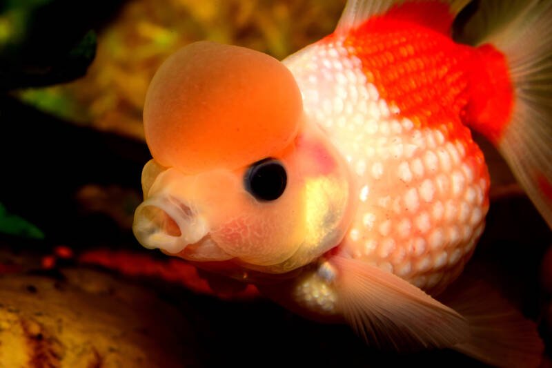 Close-up of Carassius auratus also known as crown variant of pearlscale goldfish in aquarium