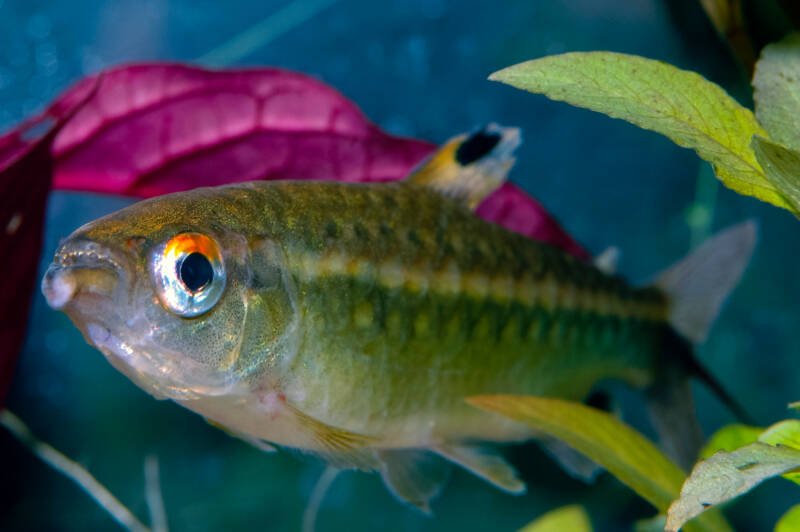 Arnoldichthys spilopterus also known as African red-eyed tetra close-up in a planted aquarium