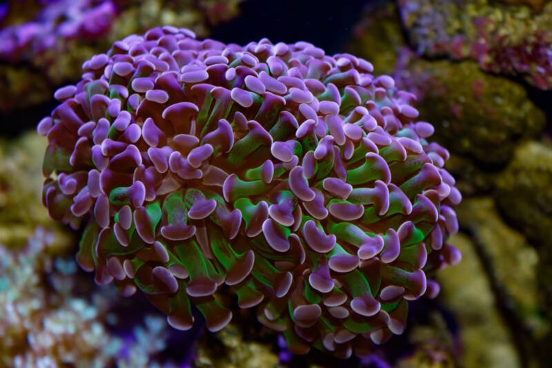 Euphyllia ancora also known as hammer or anchor LPS coral moving its tentacles in a reef tank