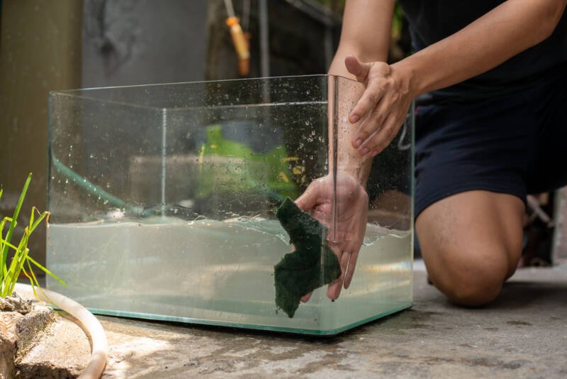 A man cleaning aquarium with a green sponge