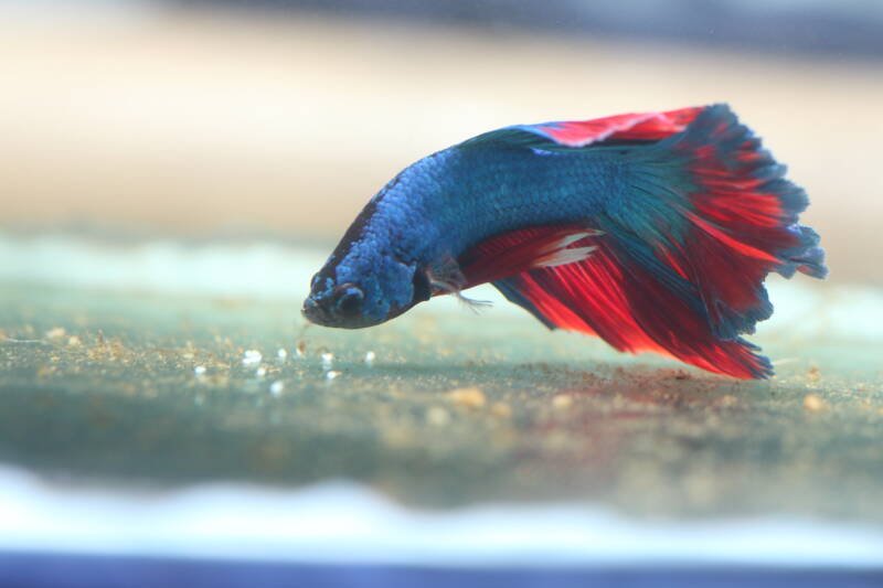 Betta male collecting the eggs on the bottom of a breeding tank