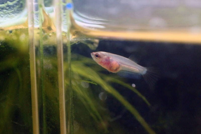 Betta splendens also known as betta fish juvenile swimming in a breeding tank