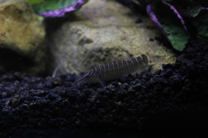 Botia dario commonly known as Bengal loach bottom dwelling in a freshwater aquarium