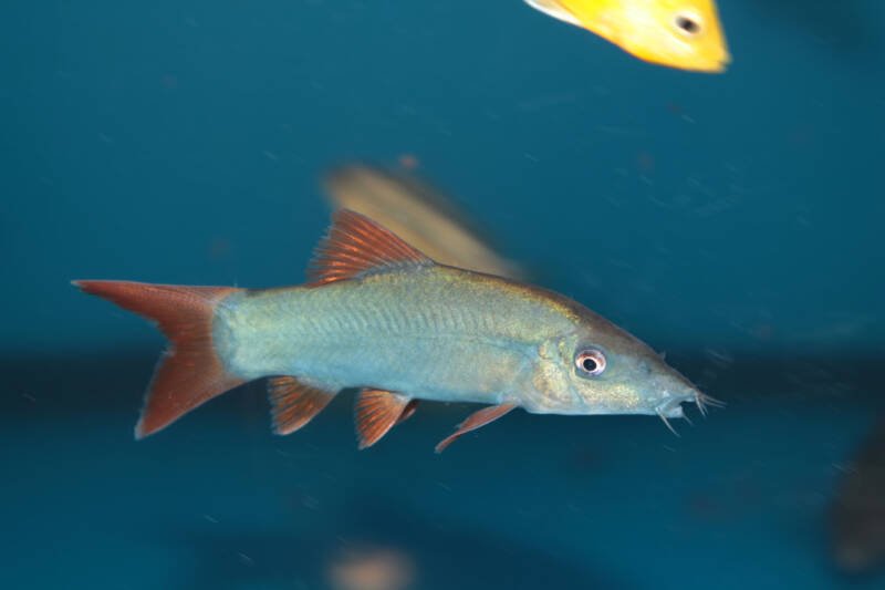 Botia modesta also known as blue loach or orange-finned loach swimming in a community aquarium