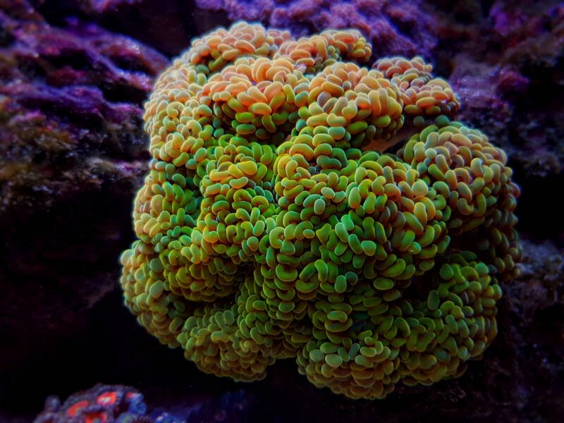 Euphyllia ancora also known as hammer branching coral in a reef tank