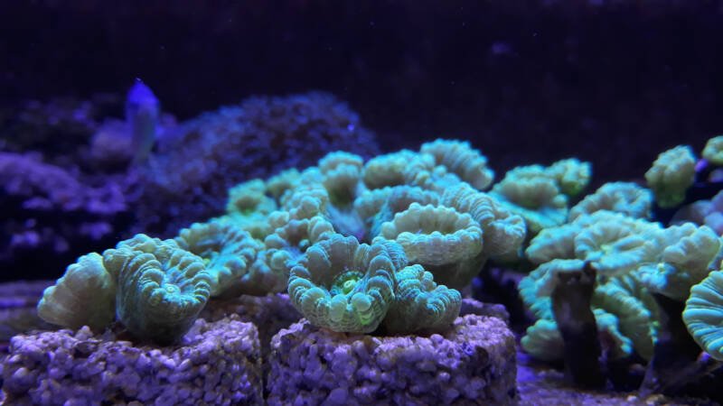 Branching candy cane coral under black light in a reef tank