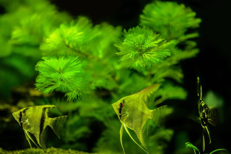 Angelfish swimming in aquarium with Cabomba live plant