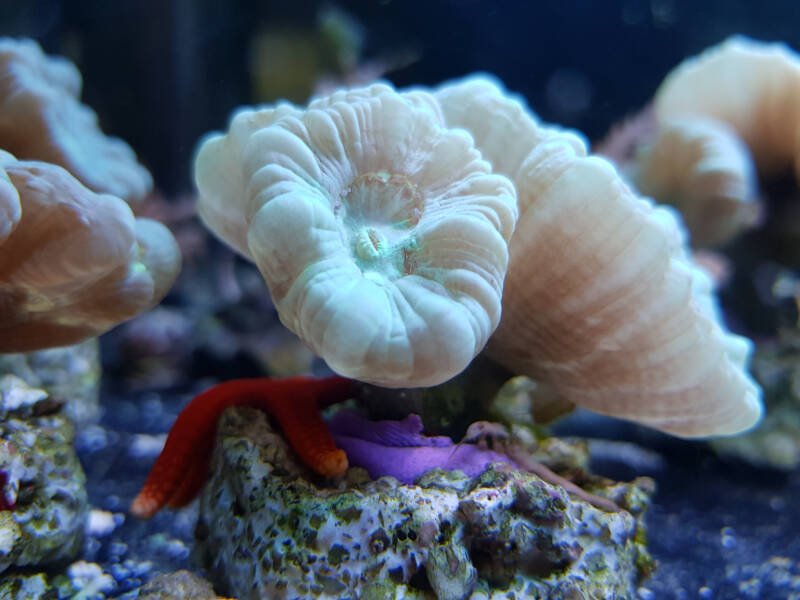 Frag of Caulastraea furcata also known as candy coral in a reef tank