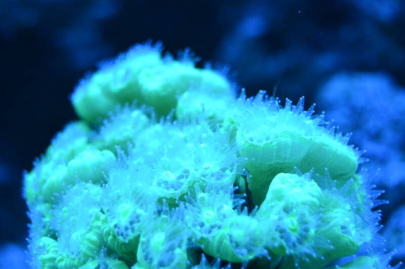 Caulastraea furcata also known as candy cane coral under black lighting in a reef tank