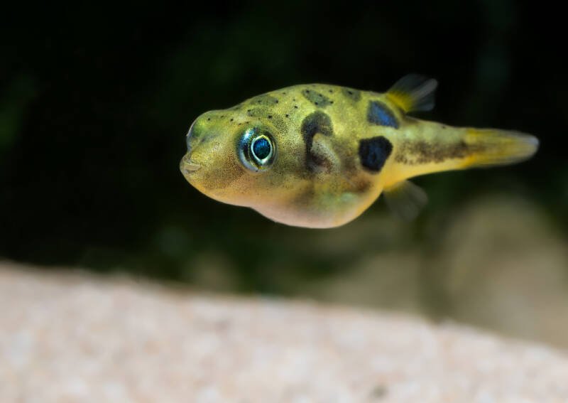 Carinotetraodon travancoricus also known as well as pea puffer swimming in aquarium