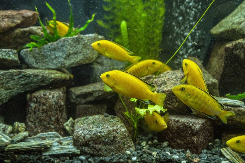 Shoal of yellow labs cichlids swimming in a freshwater aquarium decorated with many rocks