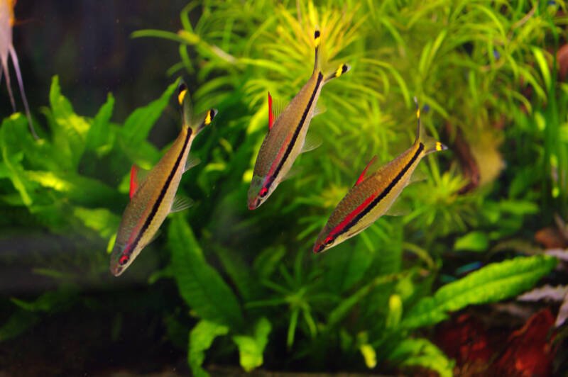 Three Sahyadria denisonii also known as rosaline sharks or Denison or torpedo barbs swimming fast towards the bottom in a freshwater planted aquarium