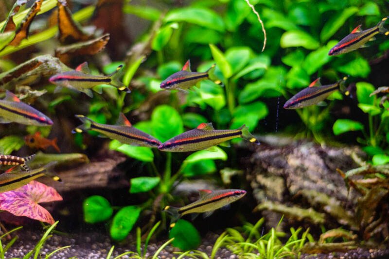 Shoal of Sahyadria denisonii also known as Denison barbs swimming in a planted and decorated aquarium