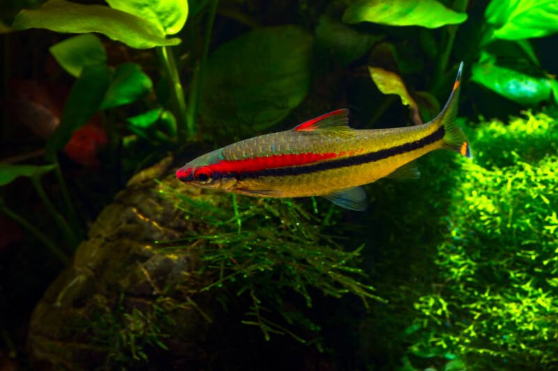 Sahyadria denisonii also known as Denison or torpedo barb or roseline shark swimming in a freshwater aquarium with plants