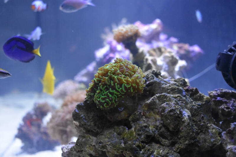 Green Euphyllia ancora also known as hammer LPS coral in a reef tank with reef-safe fish swimming around