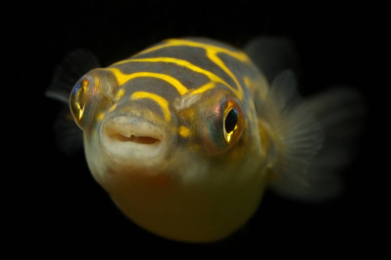 Close-up of Dichotomyctere ocellatus alsp known as the figure eight puffer or eyespot puffer on a black background