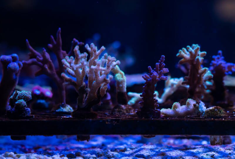 LPS and SPS corals getting propagated in a frag tank
