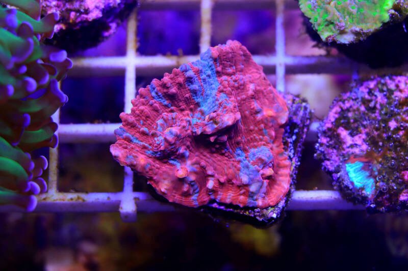 Colorful Chalice LPS coral on frag plug in a frag tank