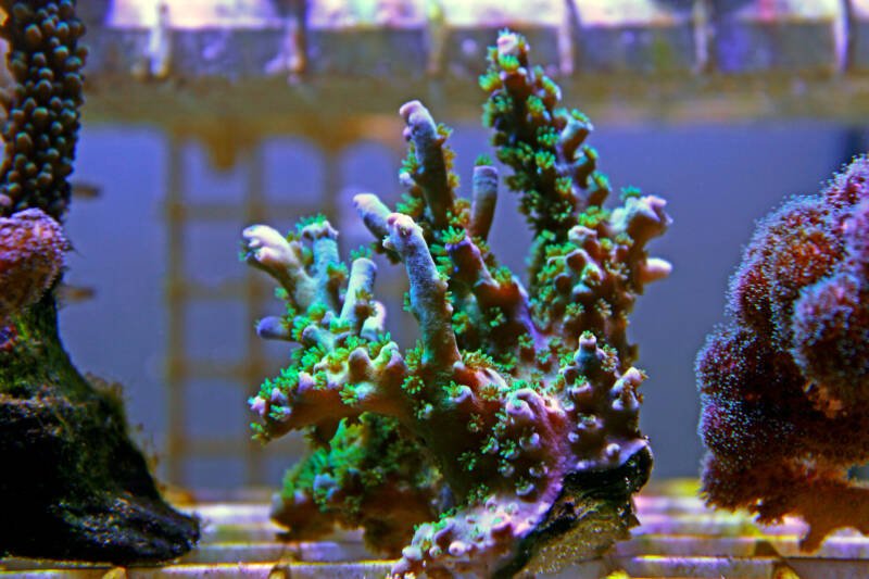 Green Acropora SPS coral in a frag tank