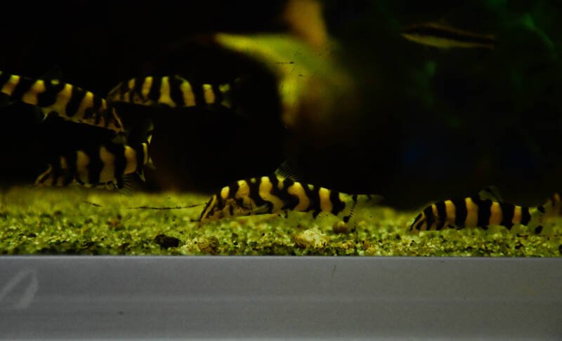 Shoal of Botia histrionica commonly known as golden zebra loach in a freshwater aquarium