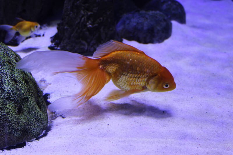 Goldfish swim close to the sandy bottom with rocks in a freshwater aquarium